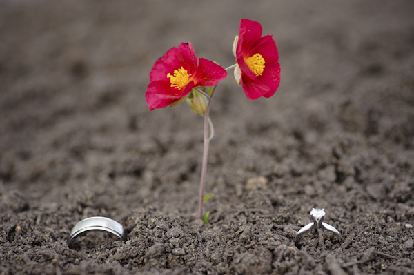 red flower planted between both wedding rings - wedding photo by top Portland, Oregon wedding photographer Aaron Courter